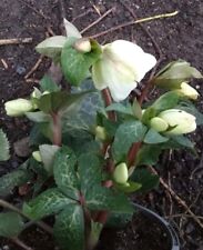 helleborus plants for sale  BURY