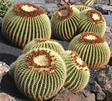 Echinocactus grusonii cactus usato  Napoli