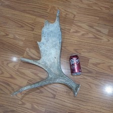 Mule deer antlers. for sale  Lehi