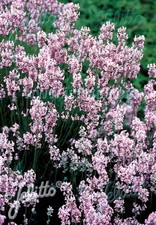 Lavendula angustifolia rosea for sale  GREAT YARMOUTH