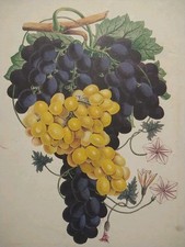 Intorno vini della usato  Palermo