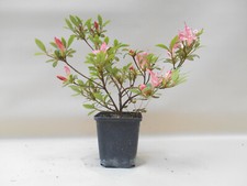 Wunderschöne bonsai satsuki gebraucht kaufen  Zeven