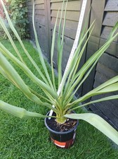 yucca palme gebraucht kaufen  Bovenden
