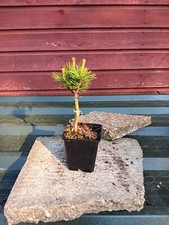 Pinus parviflora pygmy for sale  CRANBROOK