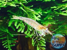 Amano shrimps algae for sale  Katy