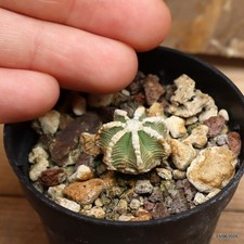 Aztekium hintonii vaso usato  Trevi