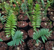 Encephalartos caffer eastern usato Encephalartos caffer eastern usato  Napoli