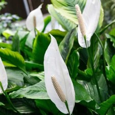 Pianta spathiphyllum martina usato  Torre Canavese