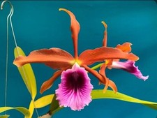Cattleya tenebrosa palmetto for sale  San Francisco