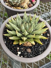 Ariocarpus retusus for sale  Somerdale