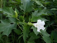 1000 seeds datura d'occasion  Tinténiac