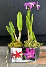 Rchidee cattleya laelia gebraucht kaufen  Seligenstadt