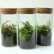 Fittonia terrariums ready for sale  BRISTOL