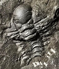 British cheirurid trilobite for sale  TELFORD