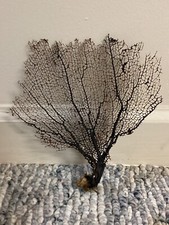 Natural black brown for sale  West Chester
