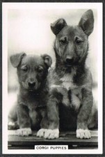 Dog corgi puppies for sale  Warsaw
