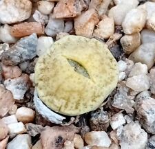 Lithops pseudotruncatella ssp for sale  CHESTER