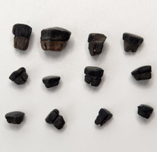 Myledaphus stingray tooth for sale  Rockledge