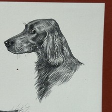 Lithographies chiens chasse d'occasion  Strasbourg-