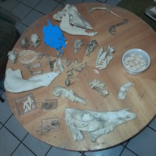 Kaputte schädel zähne gebraucht kaufen  Kerken