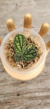 Pellionia pulchra prop for sale  Callahan