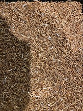 Live mealworms 2000 for sale  Westminster