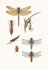 1960 dragonfly print for sale  BIDEFORD