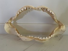 Mâchoire requin tigre d'occasion  Arinthod