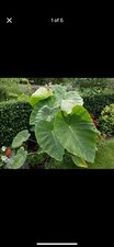 Half price colocasia for sale  RUGELEY