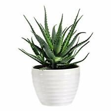 Aloe vera house for sale  IPSWICH