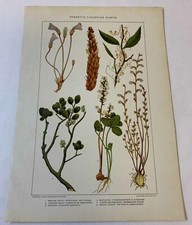 Impressão de folha de livro 1902 ~ PLANTAS COM FLORES PARASITAS comprar usado  Enviando para Brazil
