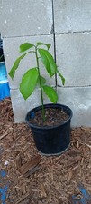 Fuerte avocado tree for sale  Winter Haven