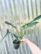 Philodendron joepii aroid for sale  Homestead