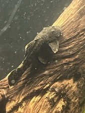 young bristlenose plecos for sale young bristlenose plecos for sale Sturgeon