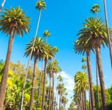 Washington robusta mexican for sale  Los Angeles