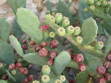 Taglio opuntia stricta usato  Trappeto