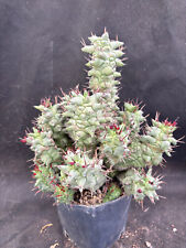Euphorbia horrida monster usato  Massafra