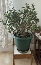 Jade plant crassula for sale  LONDON