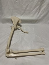 Upper limb bone for sale  Eugene