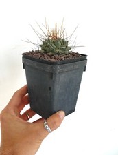 Thelocactus rinconensis ssp. usato  Napoli