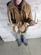 Wild point whitetail for sale  Knoxville