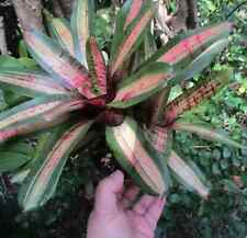 Buy save bromeliad for sale  Miami