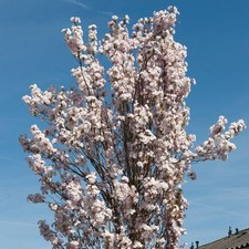 Prunus amanogawa cherry for sale  PETERBOROUGH