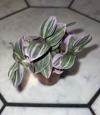 Tradescantia nanouk houseplant for sale  NEWPORT