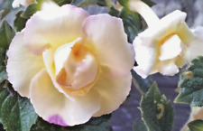 Achimenes brid marion d'occasion  Rosans