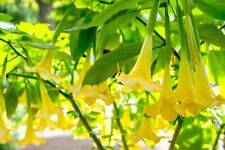 Graines trompettes anges d'occasion  Clermont-Ferrand-