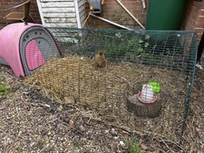 Omlet eglu classic for sale  MAIDSTONE