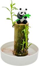 Grain lucky bamboo for sale  Chariton