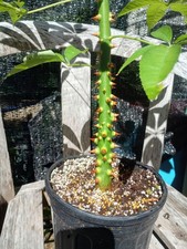 Ceiba speciosa chorisia for sale  Tuckerton