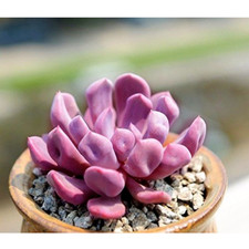 Echeveria cupid rare for sale  Miami